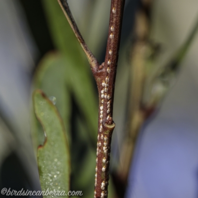 Pulvinaria sp. (genus) (Unidentified Pulvinaria scale insect) at Brindabella, NSW - 28 Mar 2021 by JonSteinbeck
