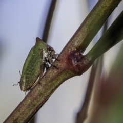 Sextius virescens (Acacia horned treehopper) at Brindabella, NSW - 28 Mar 2021 by JonSteinbeck