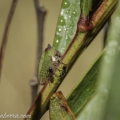 Sextius virescens at Brindabella, NSW - 28 Mar 2021