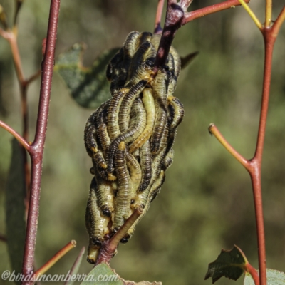 Pergidae sp. (family) (Unidentified Sawfly) at Brindabella, NSW - 28 Mar 2021 by JonSteinbeck