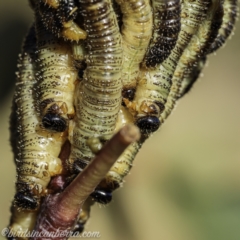 Pergidae sp. (family) at Brindabella, NSW - 28 Mar 2021