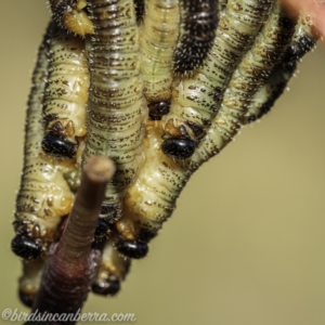 Pergidae sp. (family) at Brindabella, NSW - 28 Mar 2021