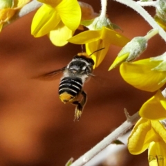 Megachile (Eutricharaea) maculariformis (Gold-tipped leafcutter bee) at Downer, ACT - 21 Apr 2021 by DonTaylor