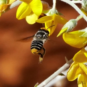 Megachile (Eutricharaea) maculariformis at Downer, ACT - 21 Apr 2021 12:26 PM