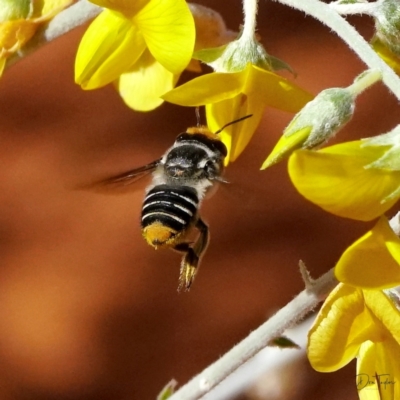 Megachile (Eutricharaea) maculariformis (Gold-tipped leafcutter bee) at Downer, ACT - 21 Apr 2021 by DonTaylor