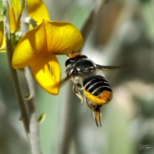 Megachile (Eutricharaea) maculariformis at Downer, ACT - 21 Apr 2021 12:26 PM