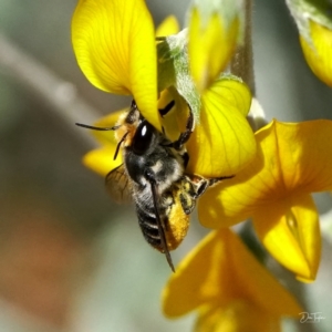 Megachile (Eutricharaea) maculariformis at Downer, ACT - 21 Apr 2021 12:26 PM