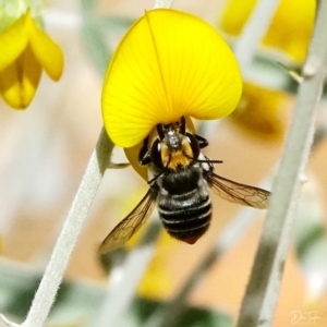 Megachile (Eutricharaea) maculariformis at Downer, ACT - 21 Apr 2021 12:26 PM