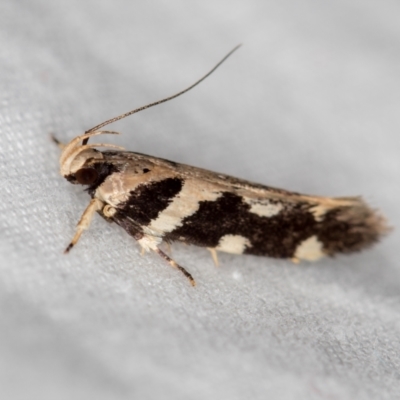 Macrobathra baliomitra (A Gelechioid moth) at Melba, ACT - 20 Jan 2021 by Bron