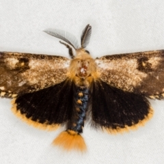 Epicoma contristis (Yellow-spotted Epicoma Moth) at Melba, ACT - 21 Jan 2021 by Bron