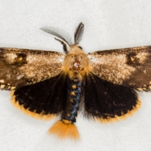 Epicoma contristis at Melba, ACT - 21 Jan 2021