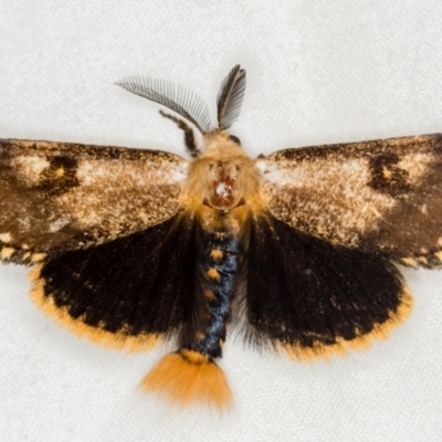 Epicoma contristis (Yellow-spotted Epicoma Moth) at Melba, ACT - 20 Jan 2021 by Bron