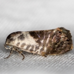 Eupselia carpocapsella (Common Eupselia Moth) at Melba, ACT - 21 Jan 2021 by Bron