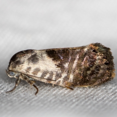 Eupselia carpocapsella (Common Eupselia Moth) at Melba, ACT - 21 Jan 2021 by Bron