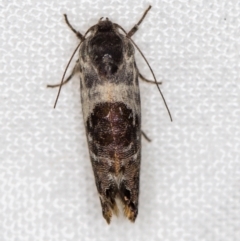 Eupselia carpocapsella at Melba, ACT - 21 Jan 2021