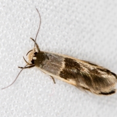 Stathmopoda megathyma (A concealer moth) at Melba, ACT - 21 Jan 2021 by Bron