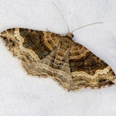 Epyaxa sodaliata (Sodaliata Moth, Clover Moth) at Melba, ACT - 21 Jan 2021 by Bron
