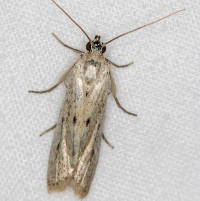 Oecophoridae (family) (Unidentified Oecophorid concealer moth) at Melba, ACT - 21 Jan 2021 by Bron