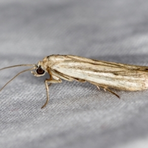 Oecophoridae (family) at Melba, ACT - 21 Jan 2021 11:19 AM