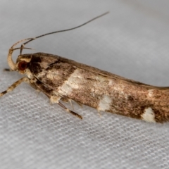 Macrobathra leucopeda (A Gelechioid moth) at Melba, ACT - 21 Jan 2021 by Bron