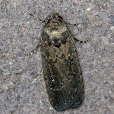Athetis tenuis (Plain Tenuis Moth) at Melba, ACT - 21 Jan 2021 by Bron