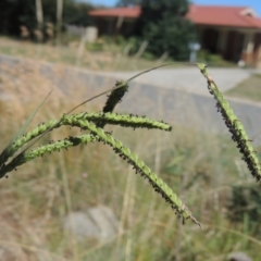 Paspalum dilatatum (Paspalum) at Conder, ACT - 26 Feb 2021 by michaelb