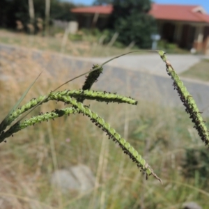 Paspalum dilatatum at Conder, ACT - 26 Feb 2021 12:59 PM