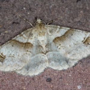 Syneora hemeropa at Melba, ACT - 21 Jan 2021