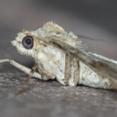 Syneora hemeropa at Melba, ACT - 21 Jan 2021