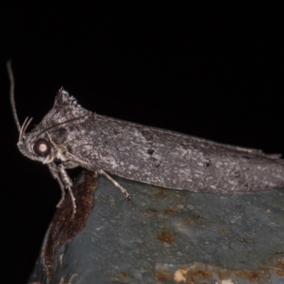 Oecophoridae (family) (Unidentified Oecophorid concealer moth) at Melba, ACT - 19 Jan 2021 by Bron