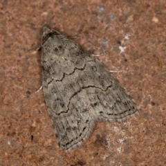 Calathusa sp nr dispila at Melba, ACT - 20 Jan 2021 by Bron