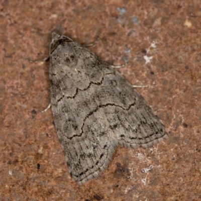 Calathusa sp nr dispila at Melba, ACT - 20 Jan 2021 by Bron