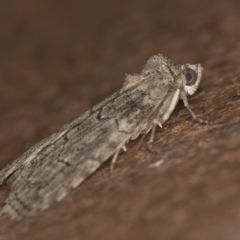 Calathusa sp nr dispila at Melba, ACT - 20 Jan 2021 09:49 AM