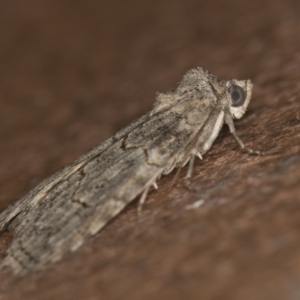 Calathusa sp nr dispila at Melba, ACT - 20 Jan 2021