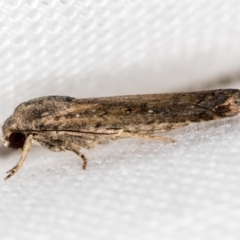 Athetis tenuis (Plain Tenuis Moth) at Melba, ACT - 19 Jan 2021 by Bron