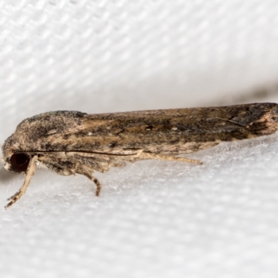 Athetis tenuis (Plain Tenuis Moth) at Melba, ACT - 19 Jan 2021 by Bron