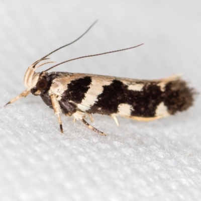 Macrobathra baliomitra (A Gelechioid moth) at Melba, ACT - 19 Jan 2021 by Bron