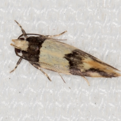 Macrobathra hamaxitodes (A Gelechioid moth) at Melba, ACT - 19 Jan 2021 by Bron