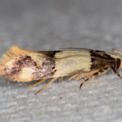 Macrobathra hamaxitodes at Melba, ACT - 20 Jan 2021