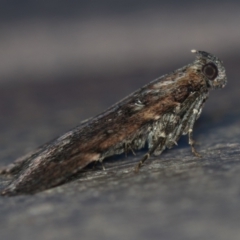 Orthaga thyrisalis (Teatree Web Moth) at Melba, ACT - 20 Jan 2021 by Bron