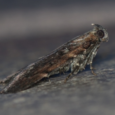 Orthaga thyrisalis (Teatree Web Moth) at Melba, ACT - 19 Jan 2021 by Bron