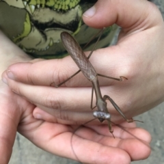 Pseudomantis albofimbriata (False garden mantis) at Pambula Preschool - 22 Apr 2021 by elizabethgleeson