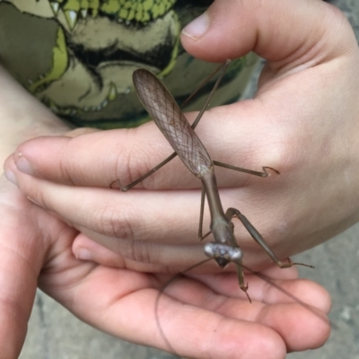 Pseudomantis albofimbriata (False garden mantis) at Pambula Preschool - 22 Apr 2021 by elizabethgleeson