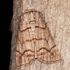 Stibaroma undescribed species (A Line-moth) at Melba, ACT - 17 Apr 2021 by kasiaaus