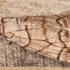 Stibaroma undescribed species at Melba, ACT - 17 Apr 2021 11:55 PM