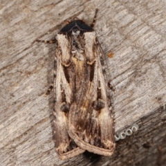 Agrotis munda (Brown Cutworm) at Melba, ACT - 17 Apr 2021 by kasiaaus