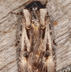 Agrotis munda at Melba, ACT - 17 Apr 2021