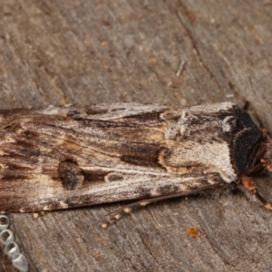 Agrotis munda at Melba, ACT - 17 Apr 2021