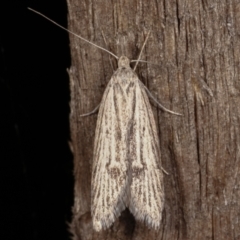 Phryganeutis cinerea (Chezala Group moth) at Melba, ACT - 17 Apr 2021 by kasiaaus