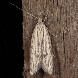 Phryganeutis cinerea at Melba, ACT - 18 Apr 2021